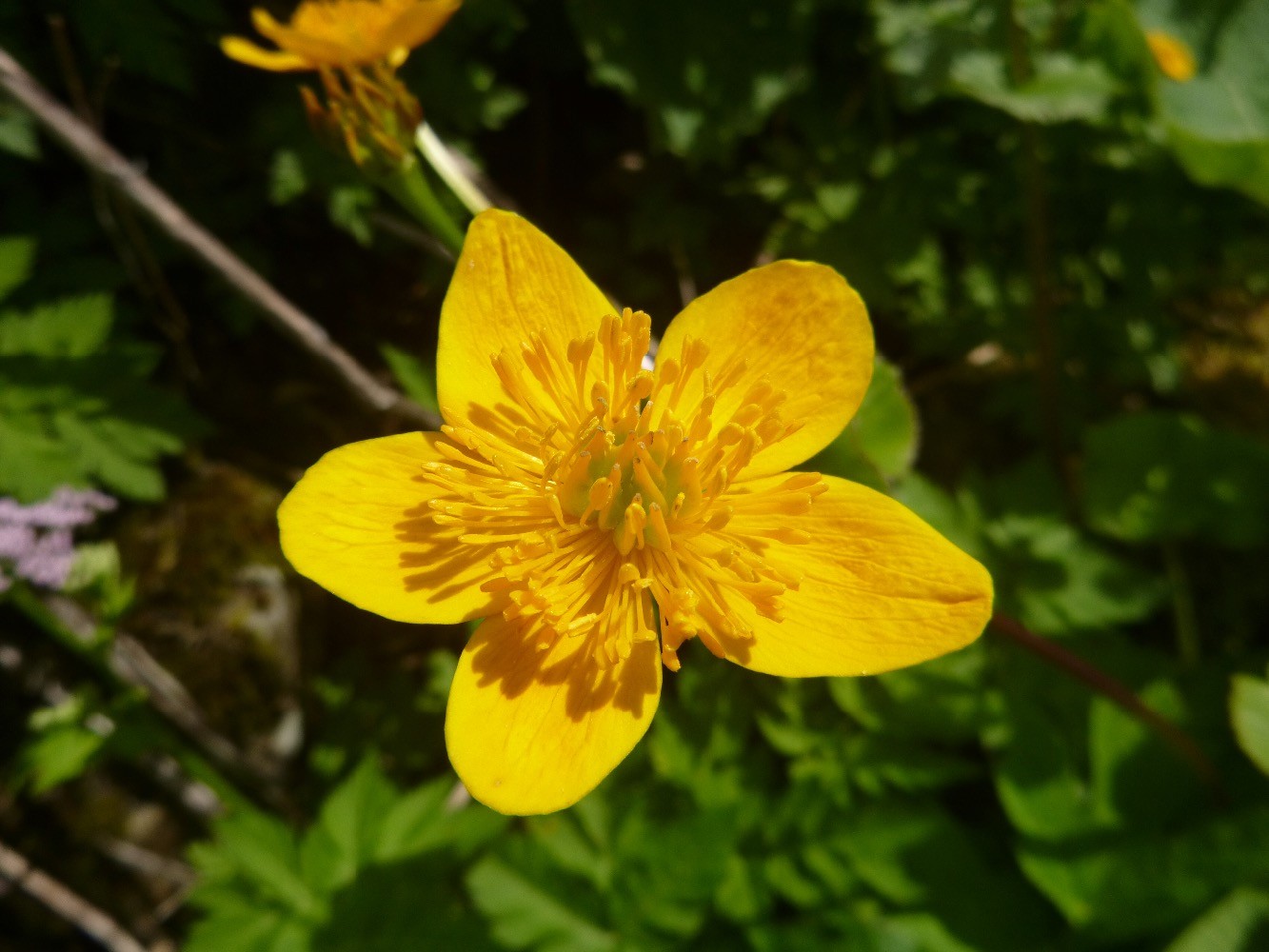 Potentille des marais