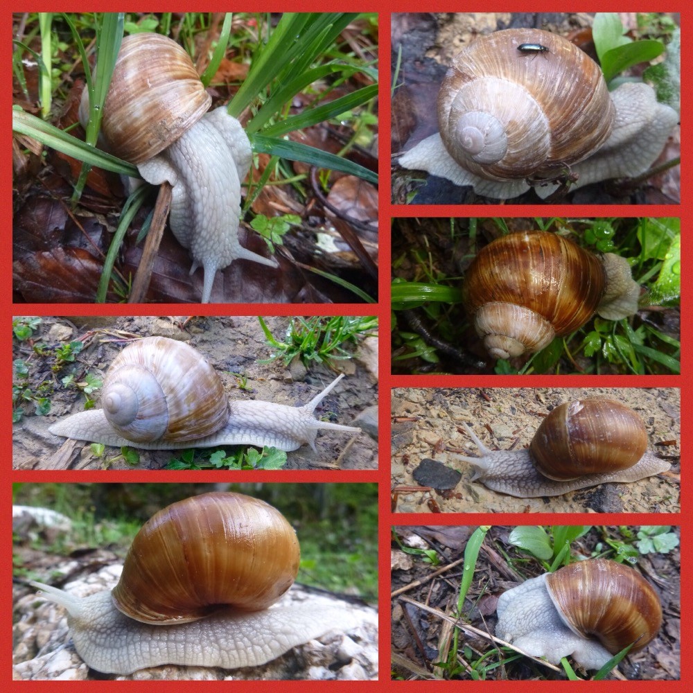 Invasion d'escargots de Bourgogne 