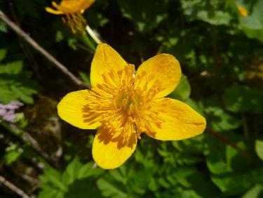 Potentille des marais