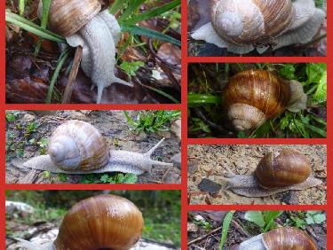 Invasion d&apos;escargots de Bourgogne 