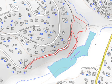 Balade l’après-midi avec Thalie 🐕