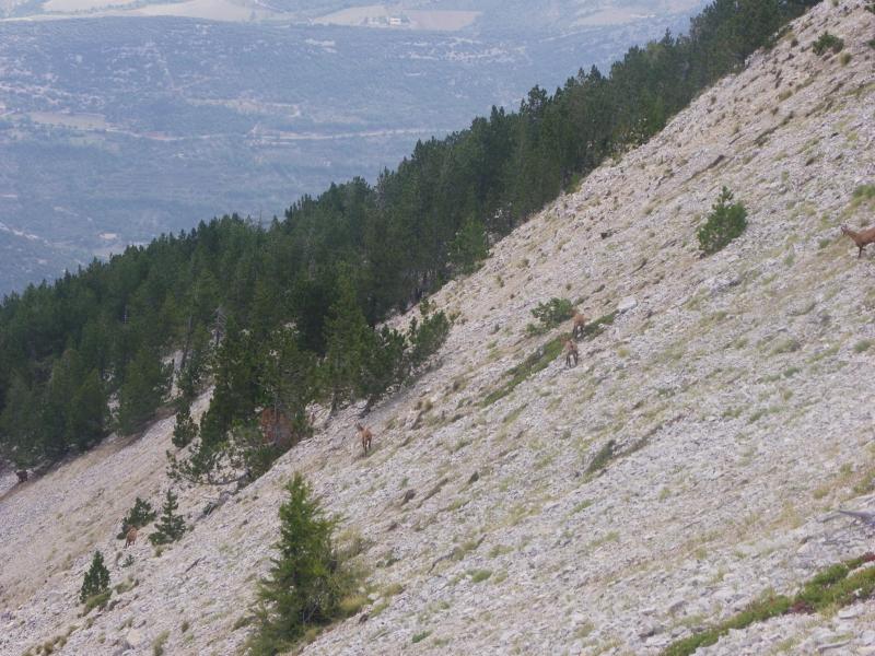 beaucoup de chamois autour de nous