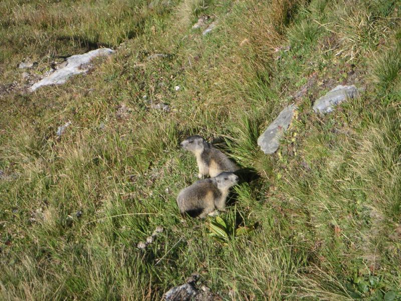 bébés marmottes