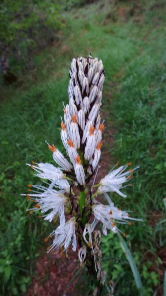 belle inconnue sur le chemin