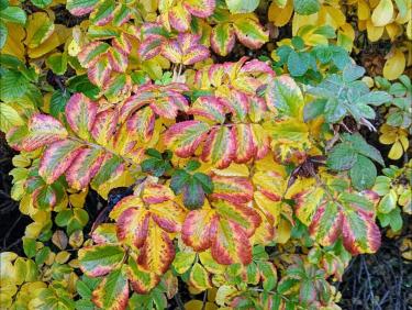 Le belvédère des gens heureux