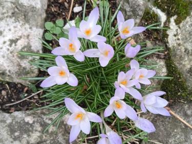 Bis repetita placent