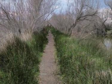 Balade à la salamandre