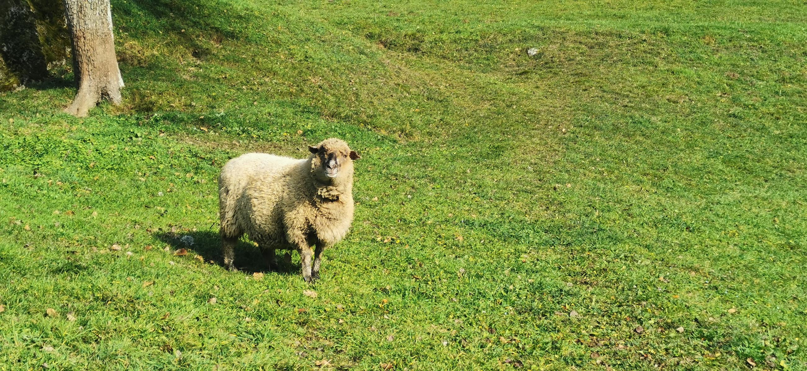 Bonne année 