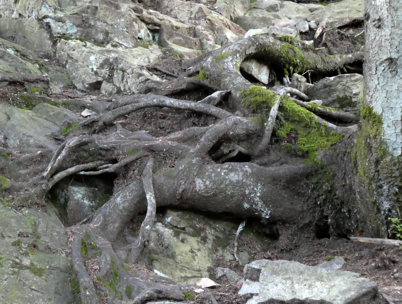Bonnes prises dans les racines