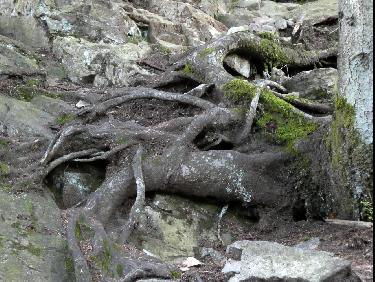 Bonnes prises dans les racines