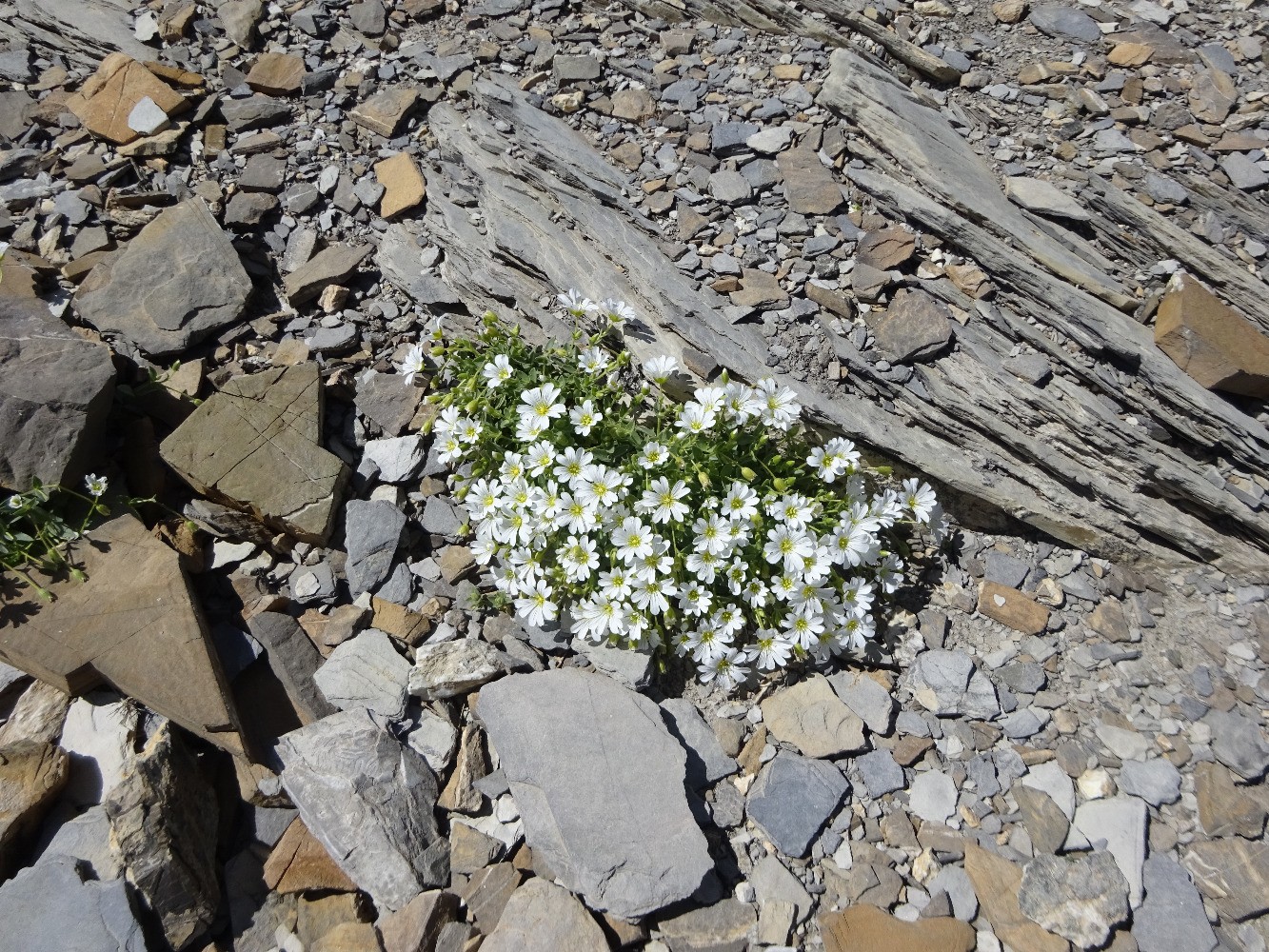 Bouquet de cÃ©raistes prÃ¨s du sommet du Mourre Froid