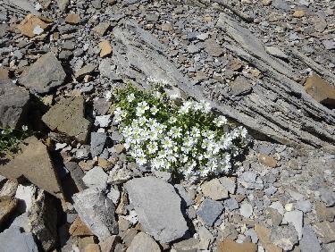 Bouquet de cÃ©raistes prÃ¨s du sommet du Mourre Froid