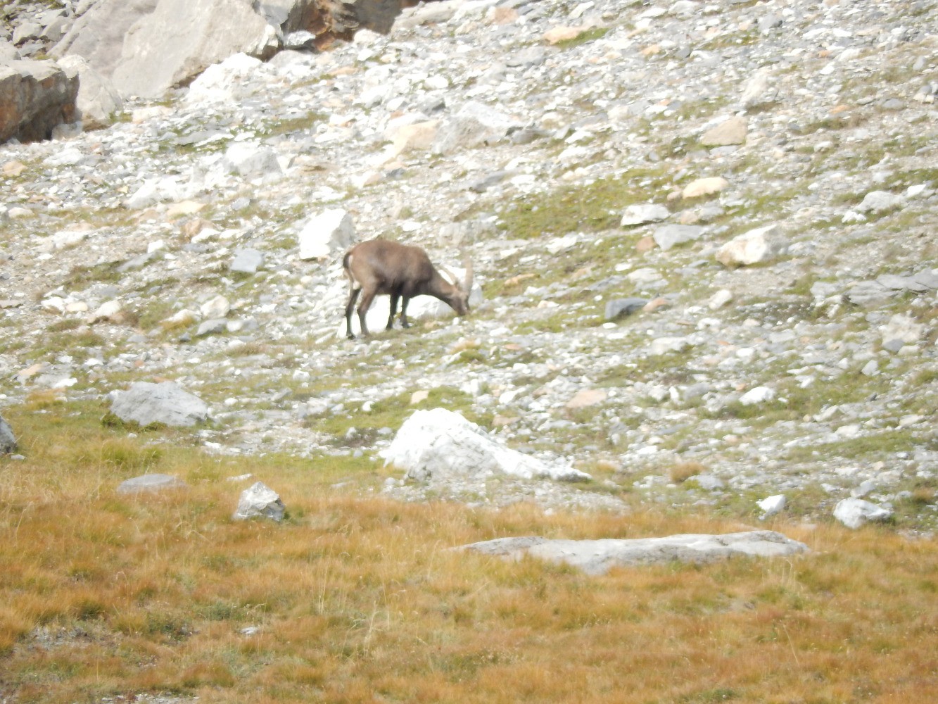 Bouquetin dans le vallon de la Font Sancte