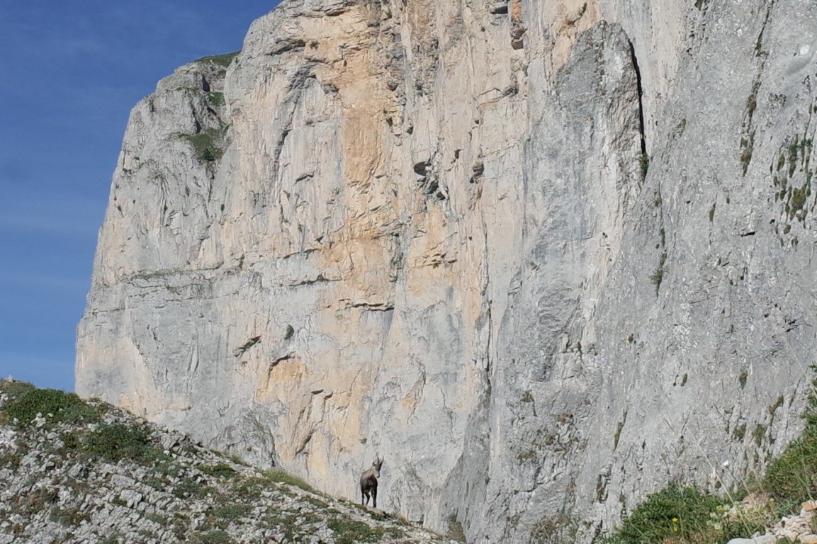 Bouquetin et face S