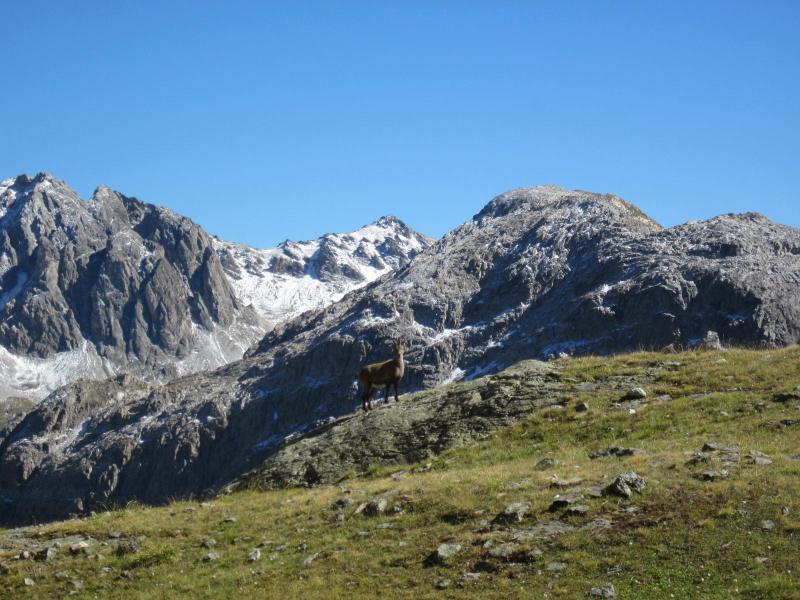 bouquetin