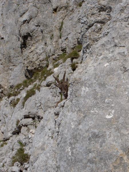 bouquetin curieux ...
