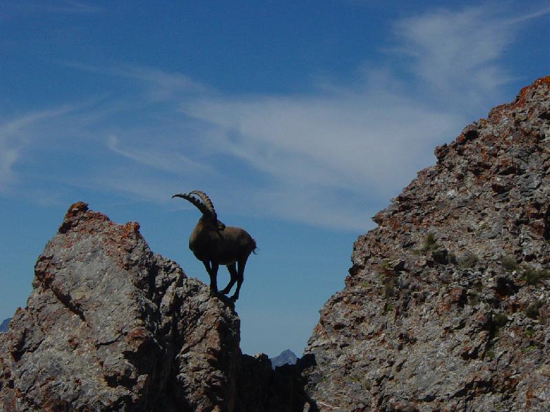 bouquetin en équilibre