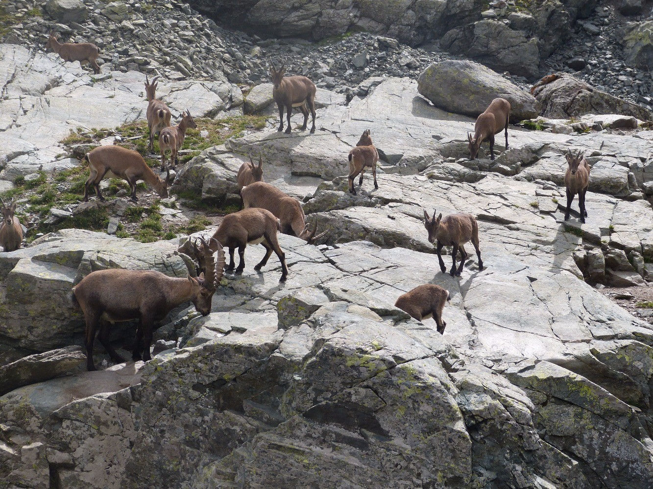 Bouquetins Ã  cÃ´tÃ© du refuge Cibrario