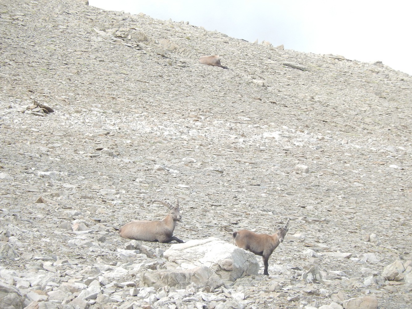 Bouquetins au Roc Diolon