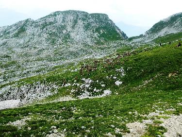 Bouquetins devant Sophie et le Col (vue arriÃ¨re)