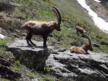 Bouquetins en montant au refuge de Plaisance