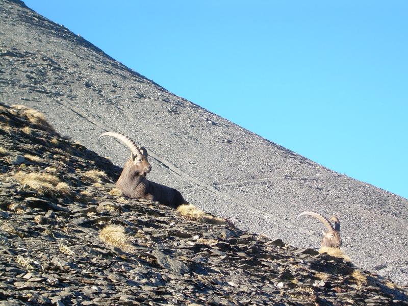 bouquetins au col du Vieux