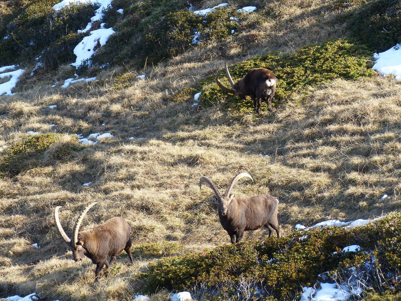 Bouquetins avant le Pas de la Balme