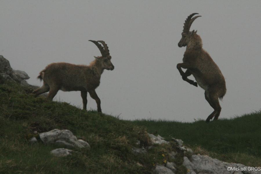 bouquetins dans le brouillard