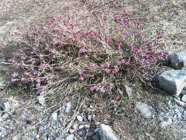 buisson de bois-joli en bas du vallon de chichin