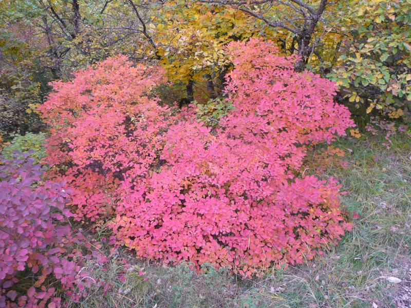 Buisson ardent