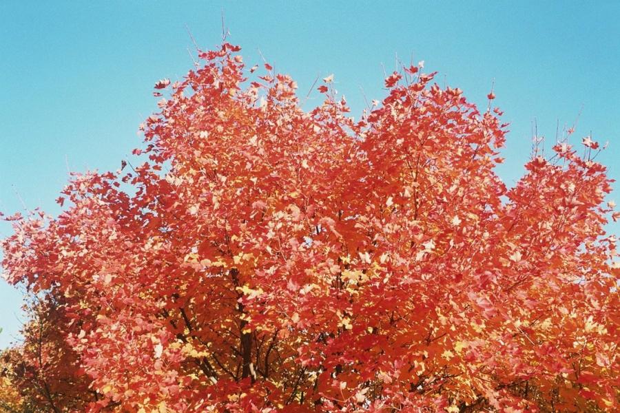 buisson ardent ?
