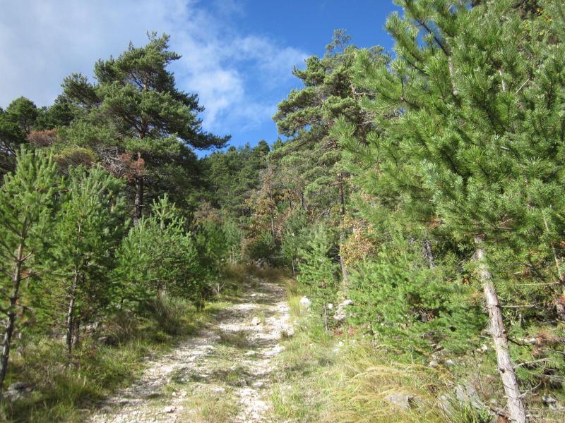 C'est reparti sous les pins et le ciel bleu!