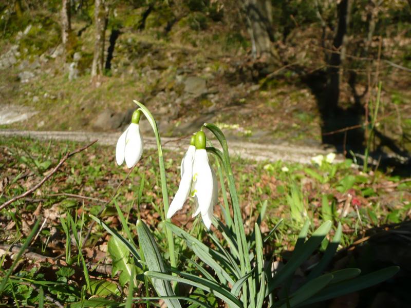 Ca ressemble à des nivéolles ?
