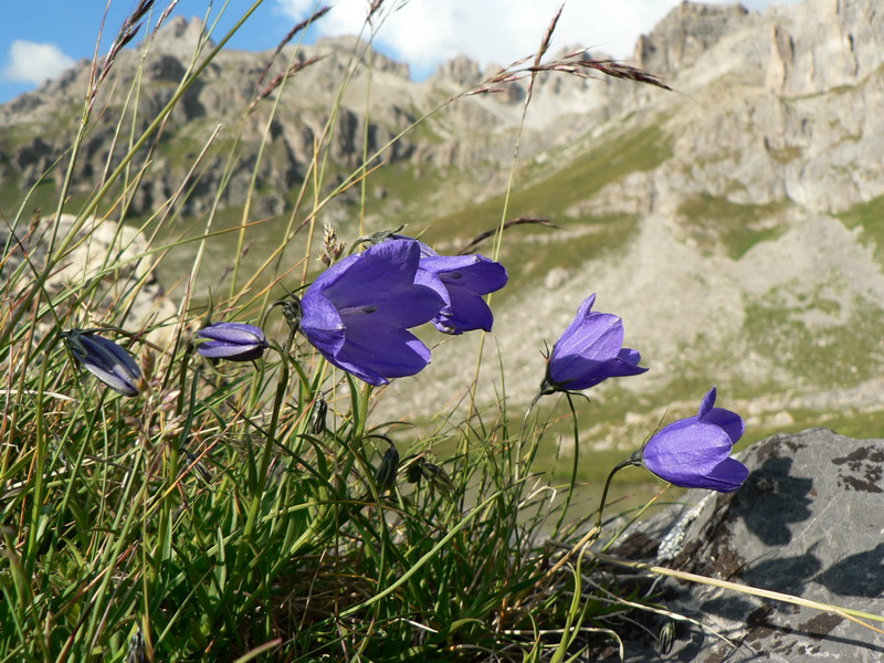Campanules