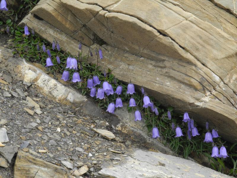 Campanules