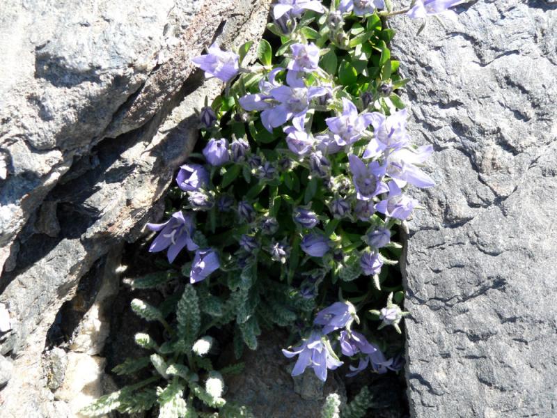 Campanules du Mont Cenis