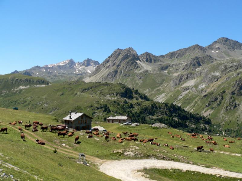Carte postale