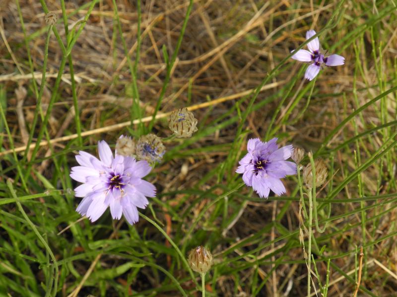 Catananche
