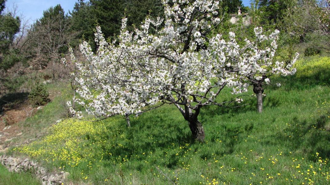 Cerisier en fleurs