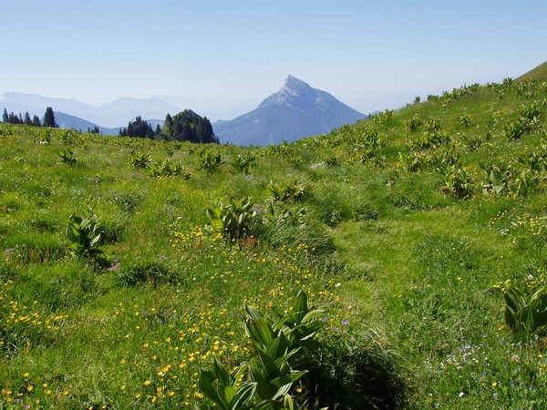 Chamechaude