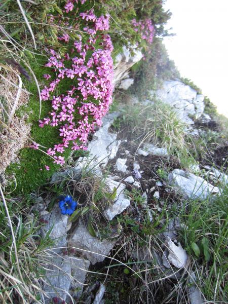 Chamechaude fleurie