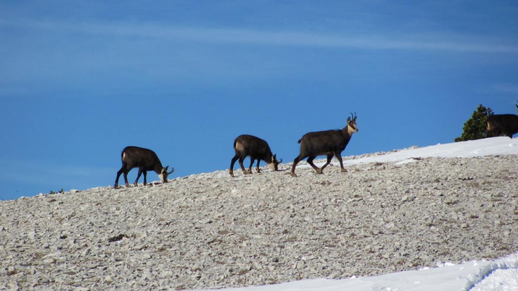 Chamois ...