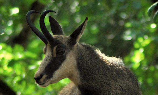 Chamois