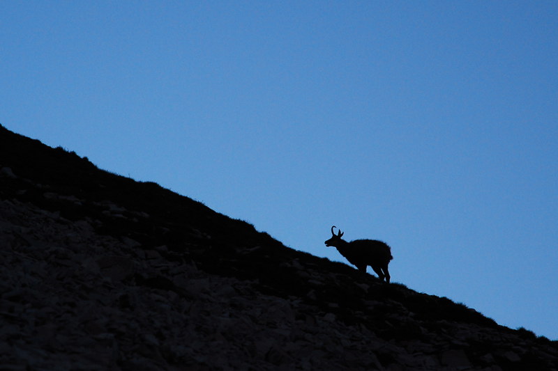Chamois