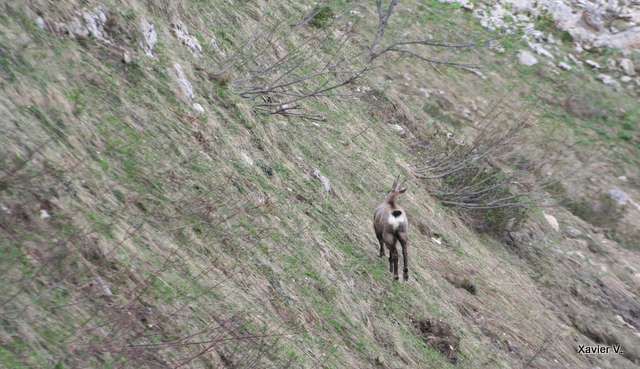 Chamois