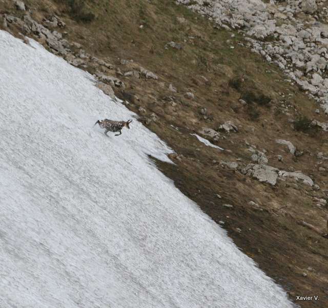 Chamois