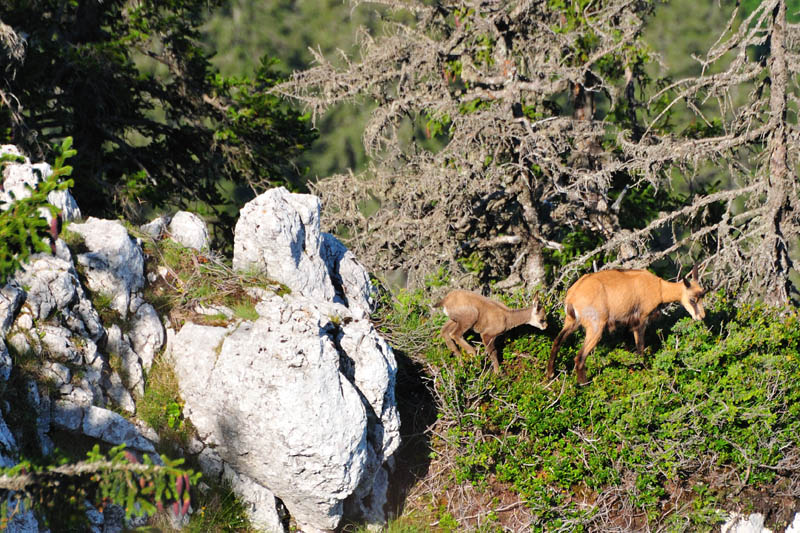 Chamois
