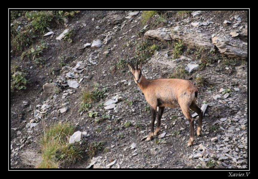 Chamois