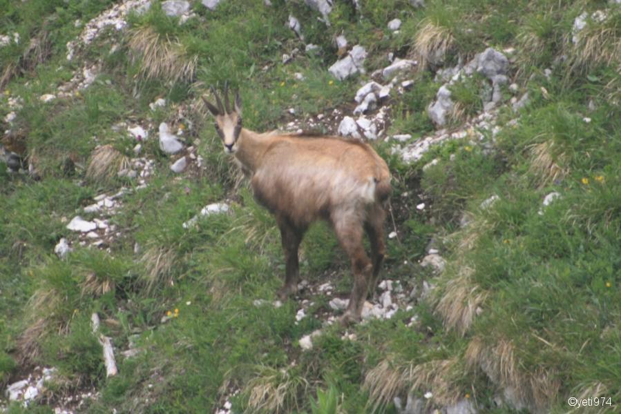 Chamois