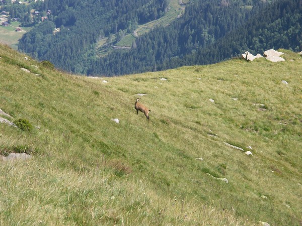 Chamois